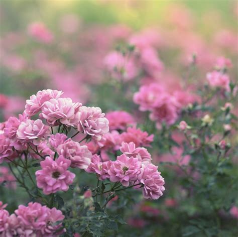 17 Best Roses to Grow in Your Garden