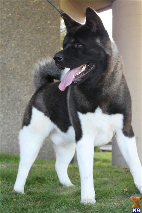 Black And White Japanese Akita, Akita Breed Information : Black and ...