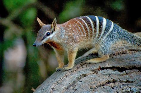 Numbat Pictures on Animal Picture Society