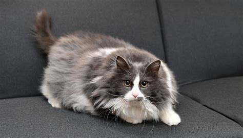 Cats and Weight: the Truth About Chonk • Seattle Area Feline Rescue