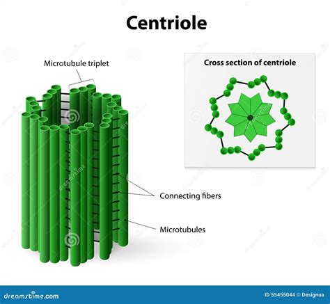 Centriole Stock Vector - Image: 55455044