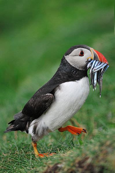 Atlantic Puffin - Fratercula arctica - NatureWorks