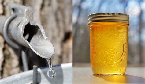 How To Make Maple Syrup: From Collecting Sap To Turning It Into Maple Syrup