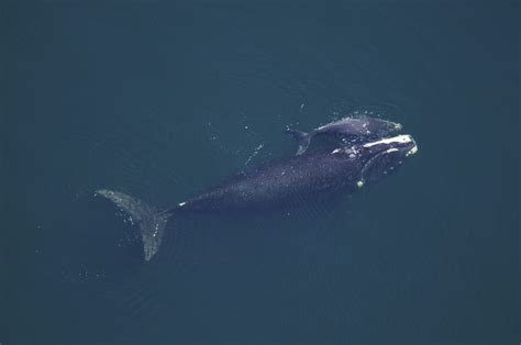 Guide to Warrnambool Whale Watching | Great Ocean Road Collective