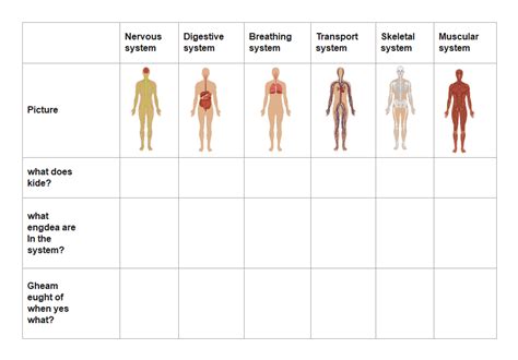 Free Editable Body Systems Graphic Organizer Examples | EdrawMax Online