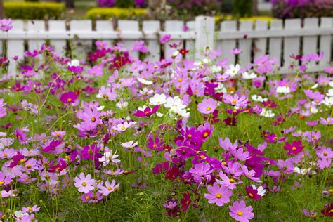 Cosmos flowers in the garden - Pinecone Cottage Retreat