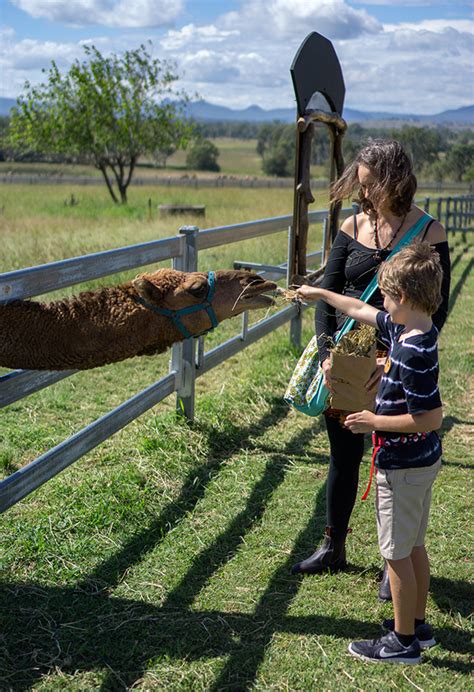 Australia's Premier Camel Dairy - Summer Land Camel Farm