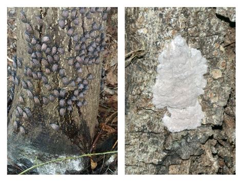 What do spotted lanternfly eggs look like? Here’s how to spot them ...