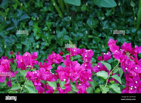 Beautiful pink fuchsia bougainvillea between a black wrought iron railing Stock Photo - Alamy