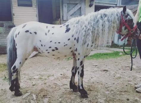 140 Appaloosa Horse Names - The Paws