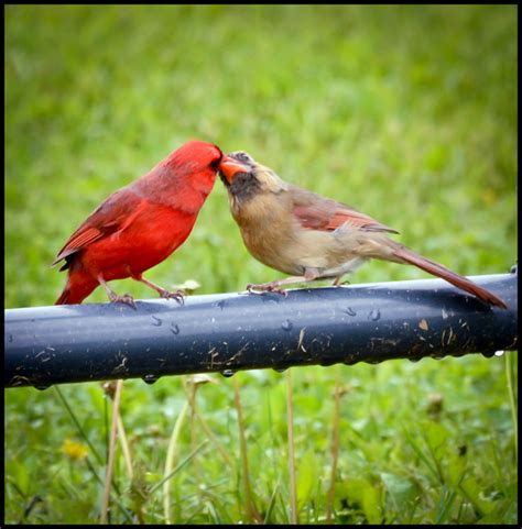 A Little Piece of Me: Male Cardinal Feeding Female