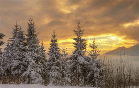 Christmas Tree Sunset Wallpapers - Wallpaper Cave