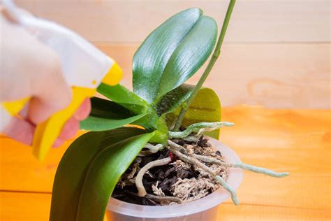 Watering Requirements for Orchids + 3 Watering Hacks