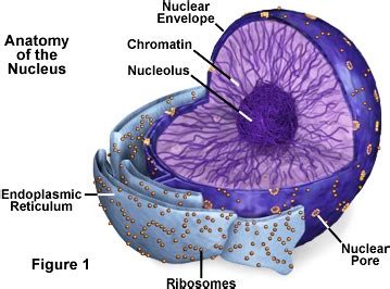 Nucleolus Diagram Nucleolus Nucleus Cell Diagram Human Wikip