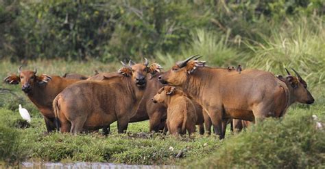 Forest Animals: Congo Forest Animals