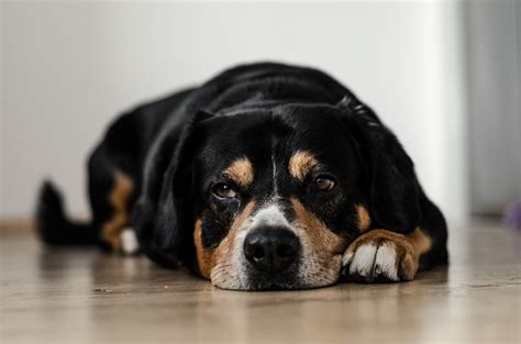 Dog Throwing Up Blood: Causes And Treatments - Pets Diaries