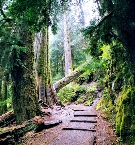 Grove of the Patriarchs Trail in Mt. Rainier National Park [2960x1440][OC] : r/EarthPorn