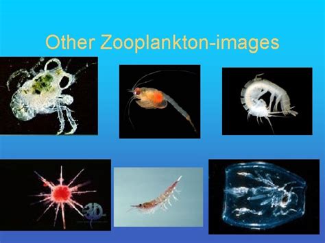 Zooplankton Fall 2006 Plankton Classification Plankton Holoplankton ...