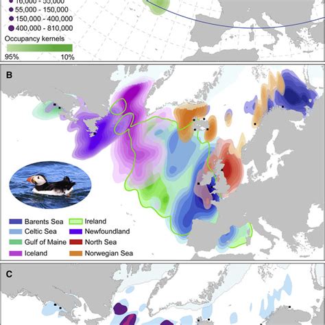 Ocean-wide Patterns of Puffins' Migratory Strategies | Download ...