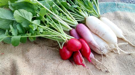 Why You Should Eat More Radishes