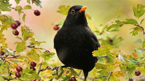 Blackbird | Songbird, Migratory, Nocturnal | Britannica