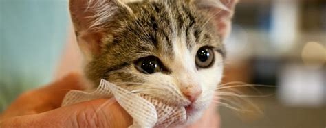 Cat Teeth Cleaning Procedure