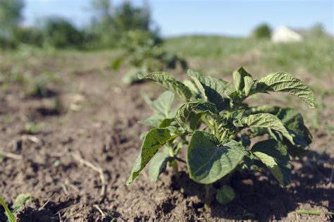 Potato Fertilizer For Higher Yields: How To Fertilize A Potato Plant.