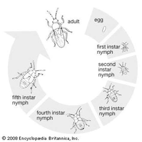 Backswimmer Life Cycle Related Keywords - Backswimmer Life Cycle Long ...