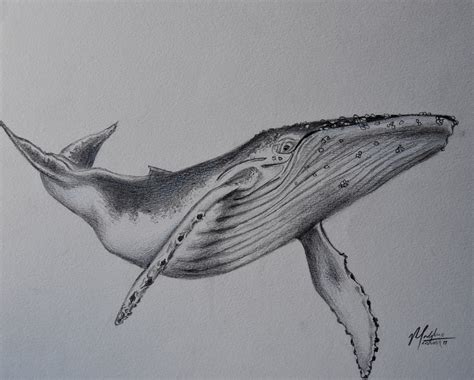 Humpback Whale Original Pencil Drawing - Etsy