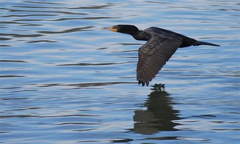 Double-crested Cormorant - Chesapeake Bay Program