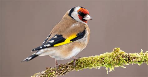 Female European Goldfinches: A Complete Guide | Birdfact