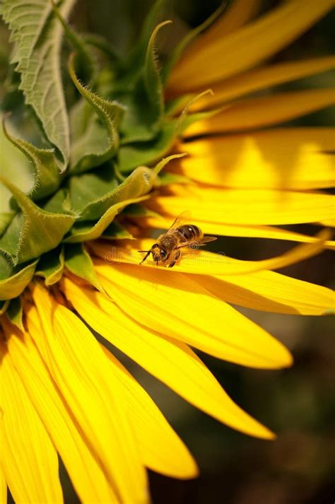 Bee on sunflower stock photo. Image of closeup, field - 25777698