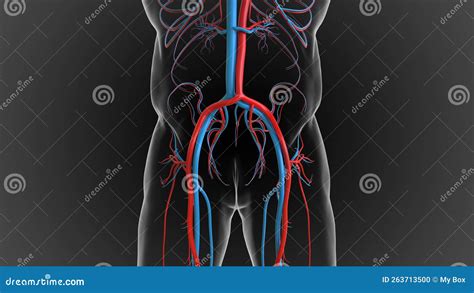 Arteries Carry Oxygenated Blood and Veins Carry Deoxygenated Blood 3D Stock Illustration ...