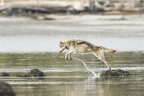 Meet the Rare and Beautiful Sea Wolves, a Unique Cousin of the Dog That Survives Off the Ocean