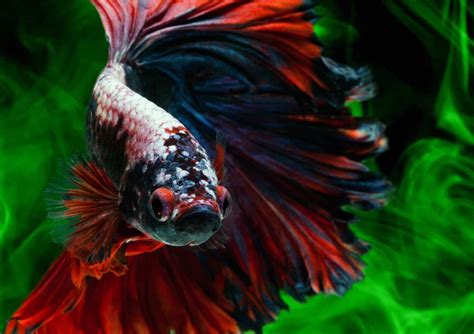 Rosetail Betta: The Downside Of Beauty In This Betta Mutation