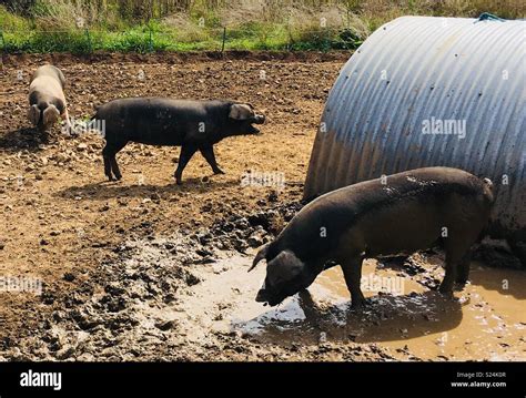 Pigs at Butser Ancient Farm, South Downs National Park, Hampshire Stock ...