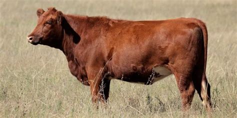 5 Brown Cow Breeds with Pictures | Farming Base