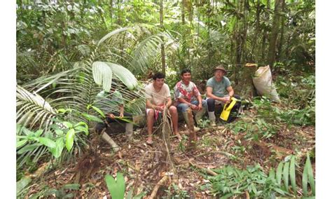 Ancient peoples shaped the Amazon rainforest