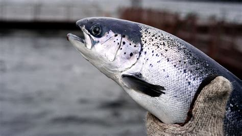 FDA Deems Genetically Modified Salmon Too Handsome To Eat