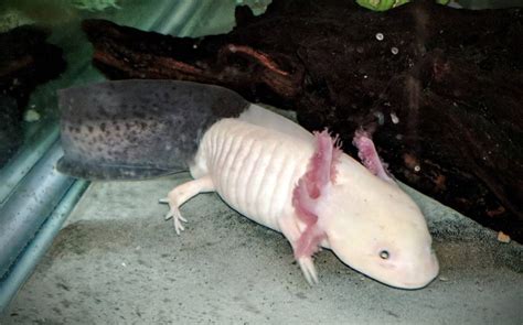 firefly axolotl (not mine) in 2022 | Fish pet, Pets, Animals