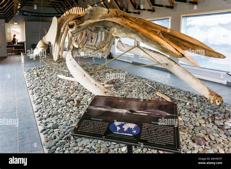 Humpback whale skeleton in the King's Point Humpback Whale Pavilion ...