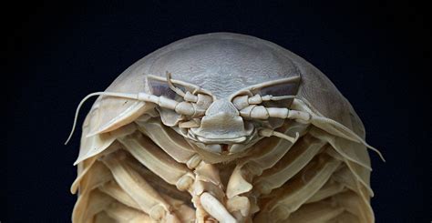 A curator unravels the mystery of the woodlouse's gargantuan deep-sea cousin. | Giant isopod ...