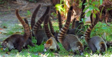 Caring for your Pet Coatimundi: A Basic Guide - HubPages