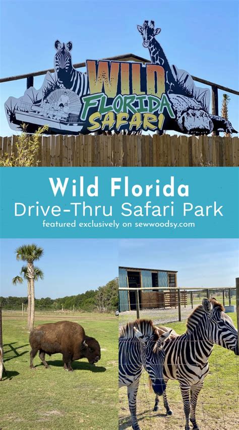 Drive through safari - addbetta