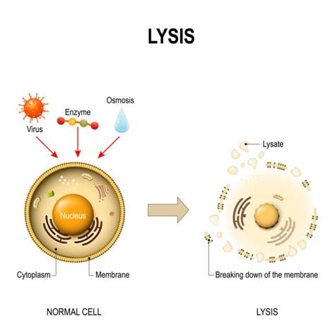 Royalty Free Cytoplasm Clip Art, Vector Images & Illustrations - iStock