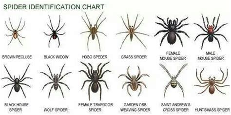 Spider chart | Preparedness and Self sufficiency | Pinterest