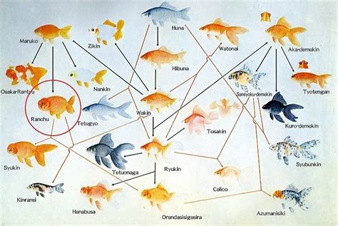 Goldfish species, Goldfish plant, Goldfish types