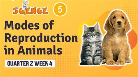 SCIENCE 5 Q2 WEEK 4 | MODES OF REPRODUCTION IN ANIMALS - YouTube