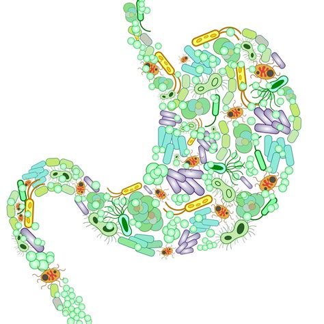 Gut dysbiosis and IBS | Stomach health I Magazineup