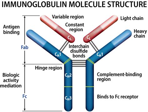 Types of Multiple Myeloma | International Myeloma Foundation